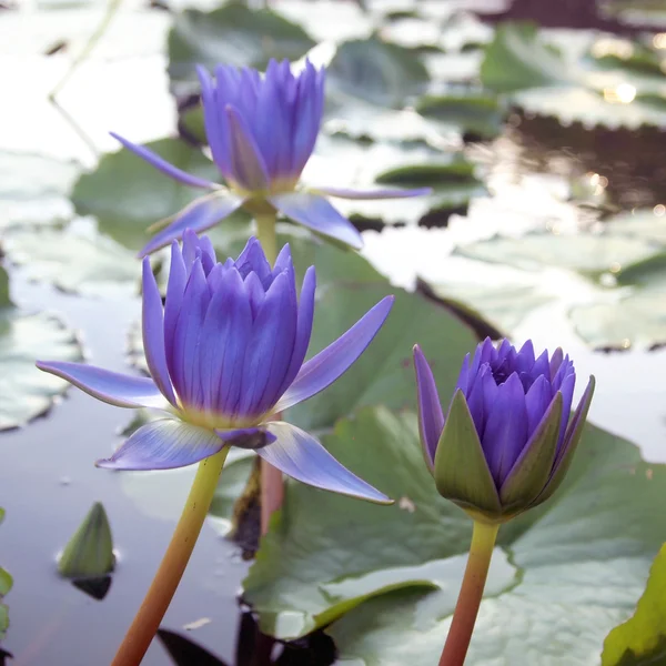 Purple lotus/Purple lotus blossoms on water