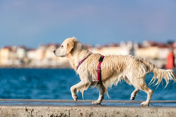 Golden Retriever dog enjoying summer