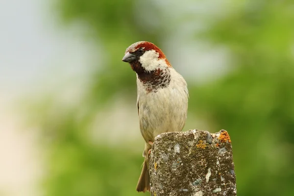 Male house sparrow over green background