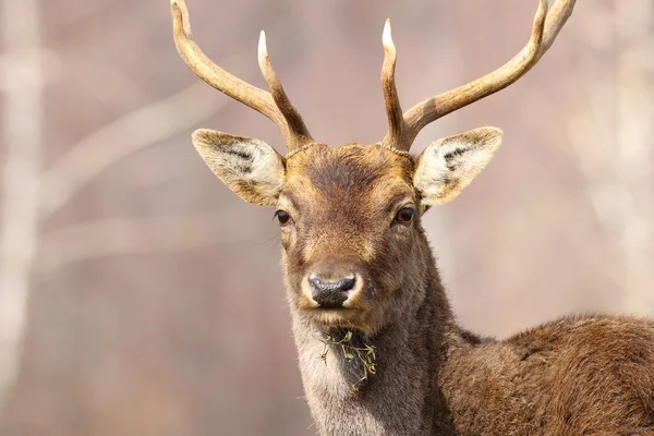 Portrait of a fallow deer stag