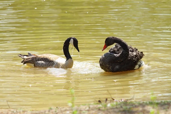 Two birds on water