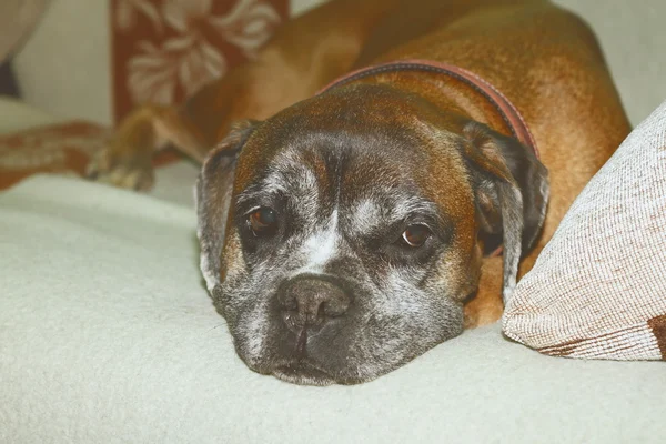 Vintage effect image of boxer breed sleeping on couch