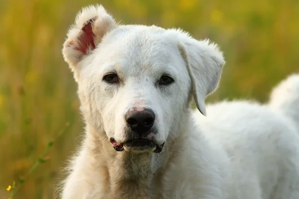 White romanian shepherd  dog