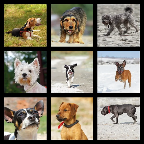 Images with domestic dogs