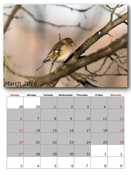 Garden birds calendar  march 2016