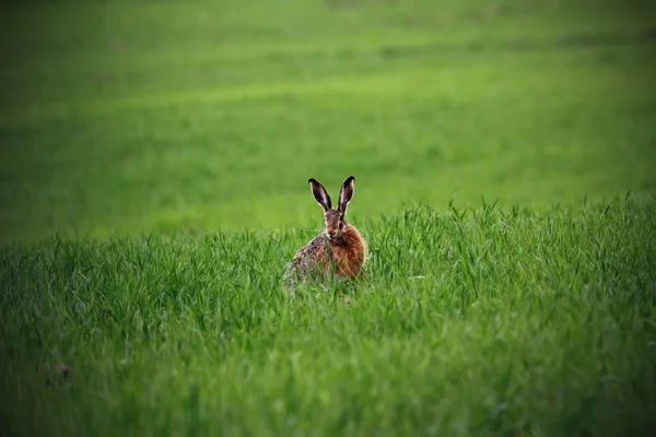 Wild hare in green field
