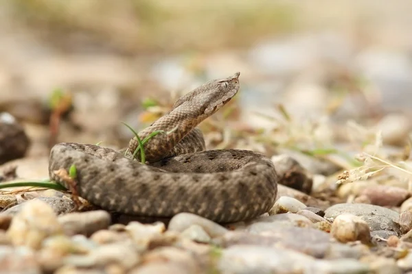 Young horned european viper on ground