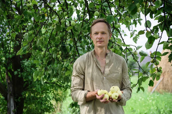 Man collecting the apples from the trees