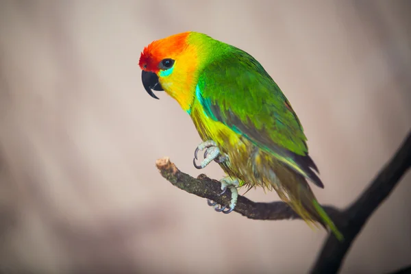 The court parrot ,colorful