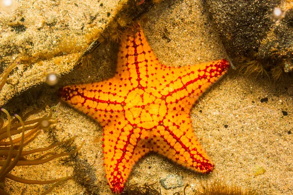 The Sea Star