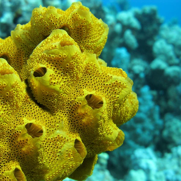 Coral reef with great yellow sea sponge at the bottom of tropical sea, underwater