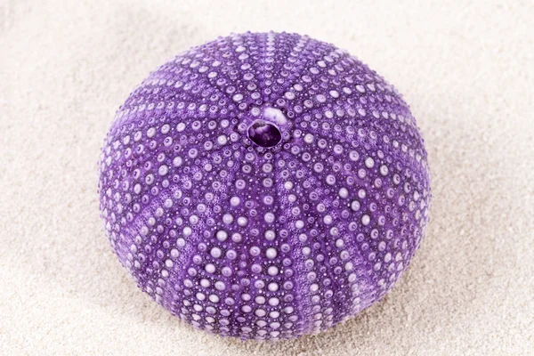 Sea shell of violet sea urchin lying on the sand, close up