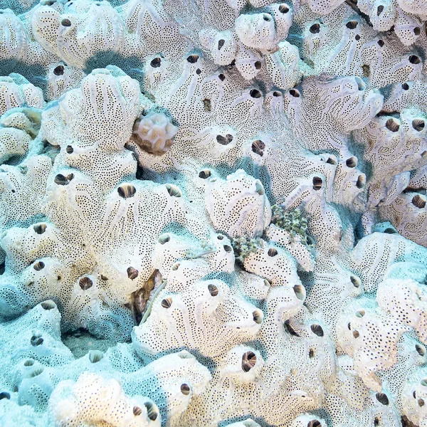 Coral reef with great white sea sponge at the bottom of tropical sea