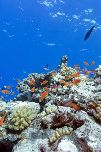 Colorful coral reef with hard corals and exotic fishes at the bo