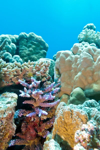 Coral reef with hard coral violet acropora at the bottom of trop