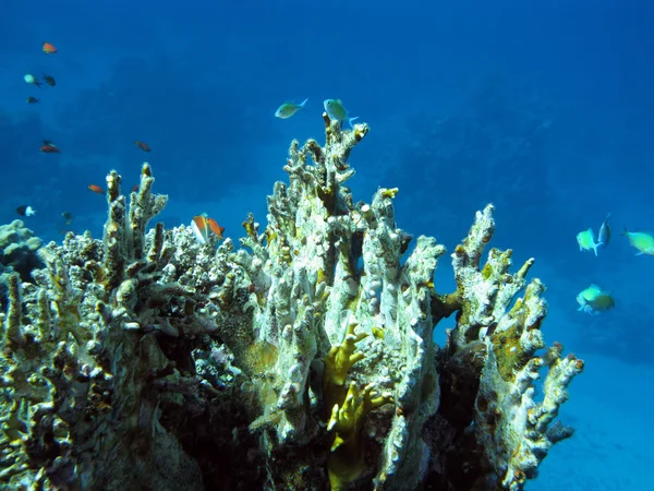 Colorful coral reef in tropical sea, underwater