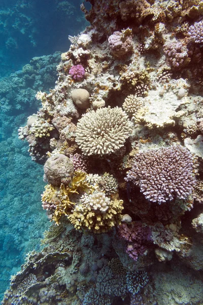 coral reef with hard corals in tropical sea, underwater