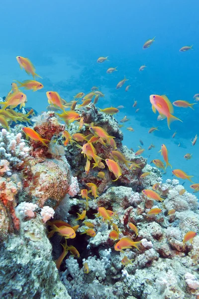 Coral reef with shoal of fishes scalefin anthias, underwater