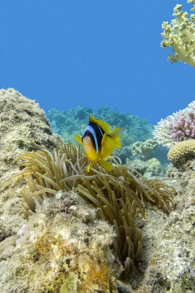 Single Clownfish and sea anemone in tropical sea, underwater