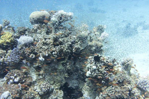 Shoal of glassfishes - Red Sea Sweepers, underwater