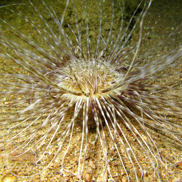 Sea anemone at tha bottom of tropical sea, underwater