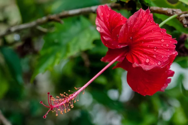 Red hibiscus tropical flower covered in dew rain droplets in bloom