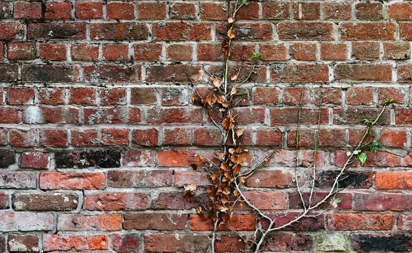 Red clay old brick wall with a climbing plant stuck to it