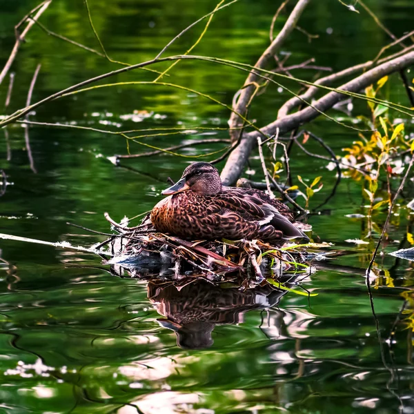 Mallard duck female laying on her nest by the river stream