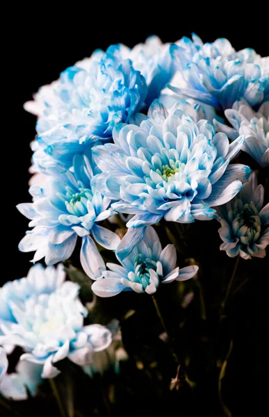 Bouquet of blue chrysanthemum flowers