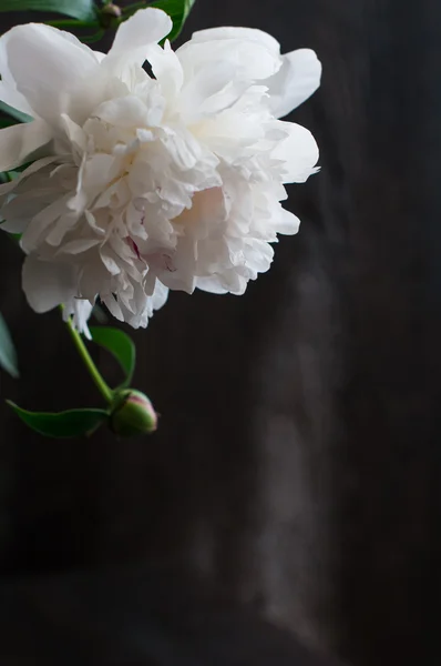 Stunning white peonies on rustic wooden background