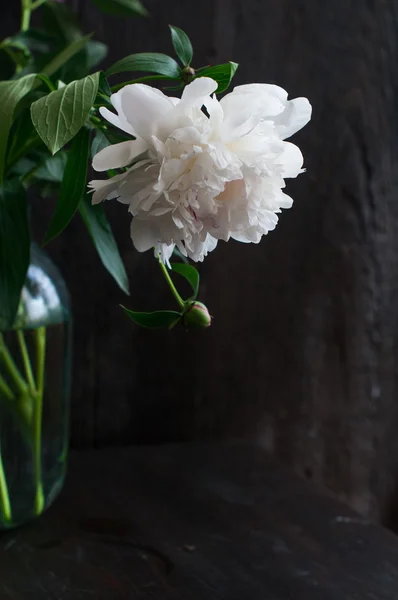 Stunning white peonies on rustic wooden background