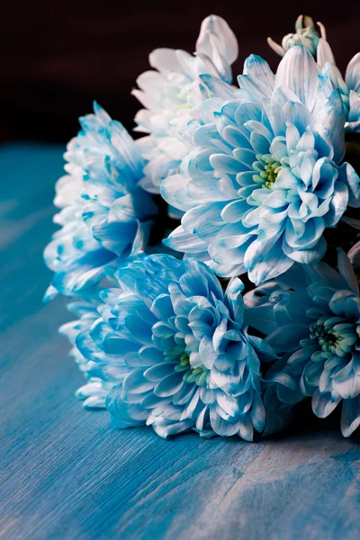 Bouquet of  blue chrysanthemum flowers