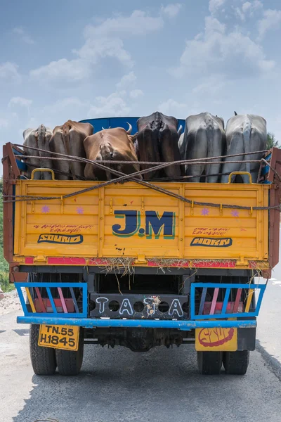 Truck with living cattle.