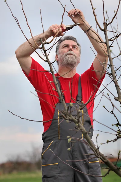 Man pruning tree in orchard