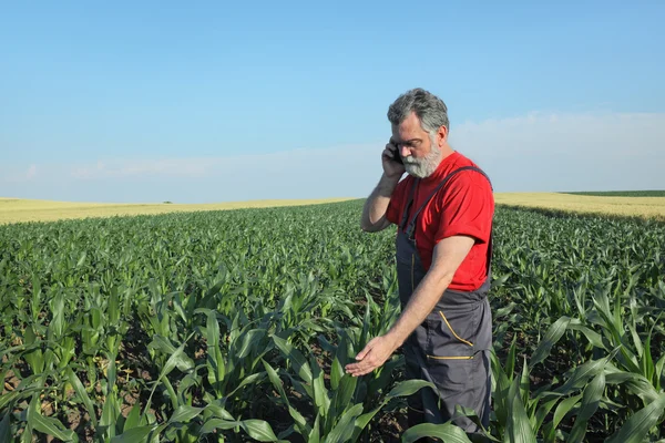 Agricultural scene, farmer in corn field