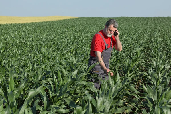 Agricultural scene, farmer in corn field