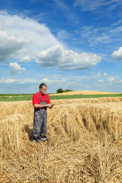 Agricultural scene, farmer or agronomist inspect damaged wheat f
