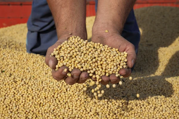 Farmer inspect soybean crop