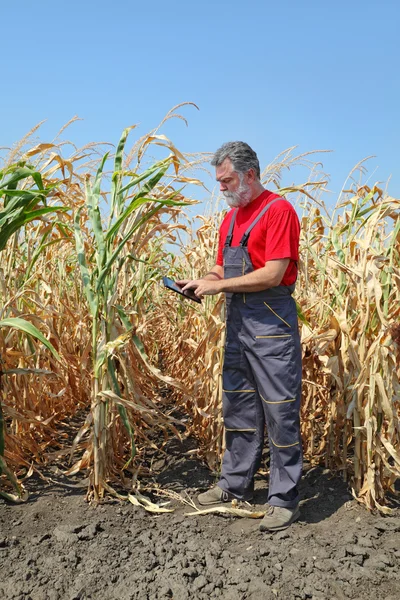 Agricultural scene, farmer or agronomist inspect corn field