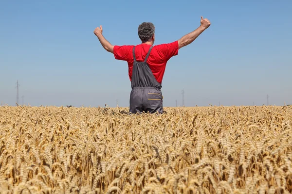 Agriculture, farmer gesturing in wheat field with thumbs up