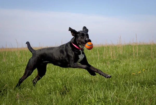 Black dog running with orange ball in mouth