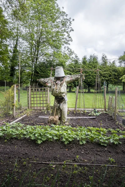 Scarecrow in a vegetable patch