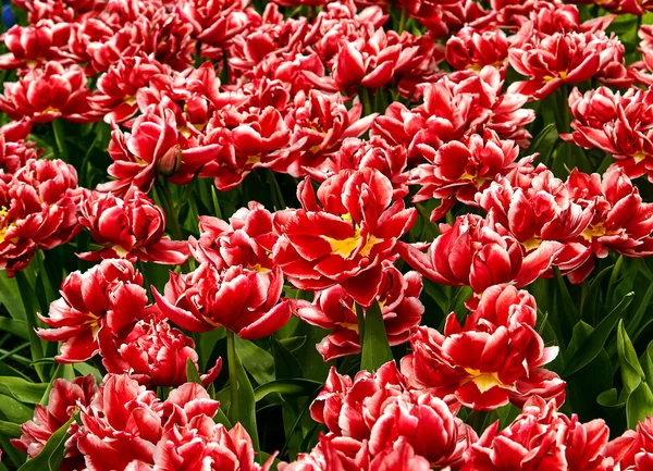 Tulip. Beautiful bouquet of tulips. colorful tulips. tulips in s