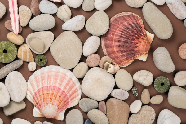 Sea shells and variety of pebbles