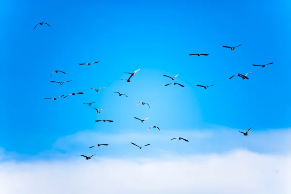 Flock of birds in the sky