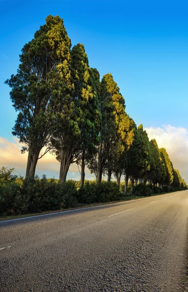 Bolgheri famous cypresses tree straight boulevard on sunset. Mar