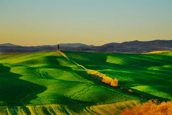 Tuscany, cypress tree on hill and green fields on sunset. Siena.