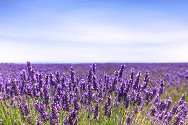 Lavender flower blooming fields horizon. Valensole Provence, Fra