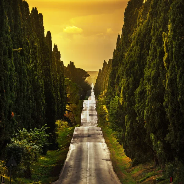 Bolgheri famous cypresses tree straight boulevard on sunset. Mar