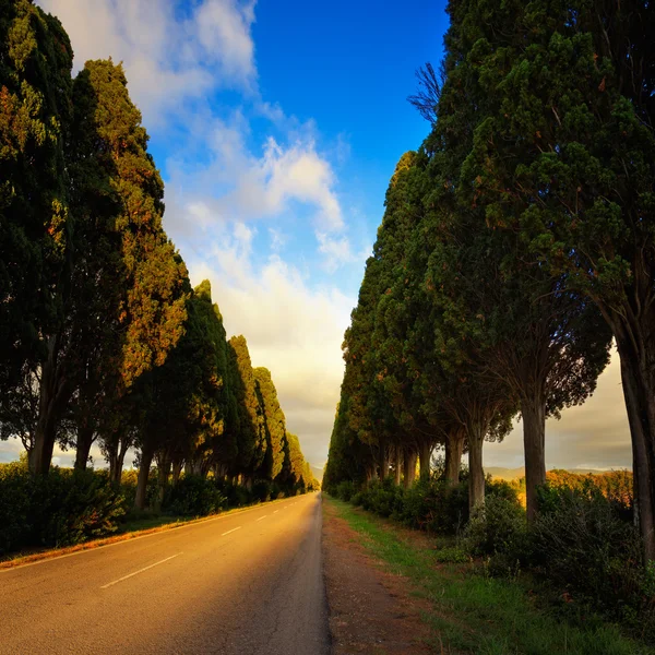 Bolgheri famous cypresses tree straight boulevard on sunset. Mar